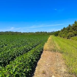Photo #2 of 132 Acres Beale Rd, Newsoms, VA 132.0 acres