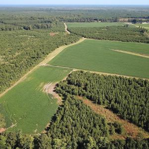 Photo #5 of 132 Acres Beale Rd, Newsoms, VA 132.0 acres