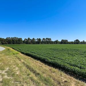 Photo #6 of 132 Acres Beale Rd, Newsoms, VA 132.0 acres