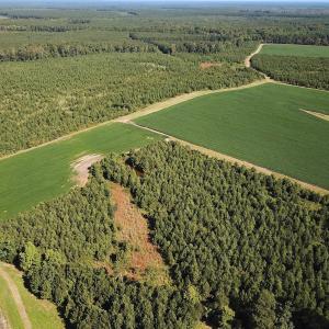 Photo #7 of 132 Acres Beale Rd, Newsoms, VA 132.0 acres