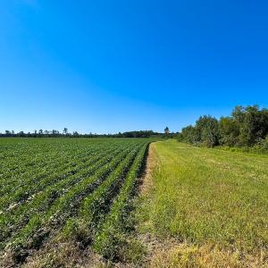 Photo #8 of 132 Acres Beale Rd, Newsoms, VA 132.0 acres