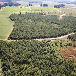 Photo #9 of 132 Acres Beale Rd, Newsoms, VA 132.0 acres