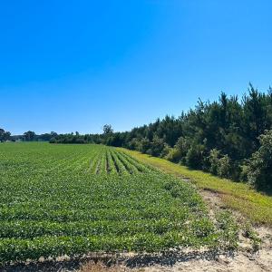 Photo #10 of 132 Acres Beale Rd, Newsoms, VA 132.0 acres
