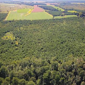 Photo #12 of 132 Acres Beale Rd, Newsoms, VA 132.0 acres