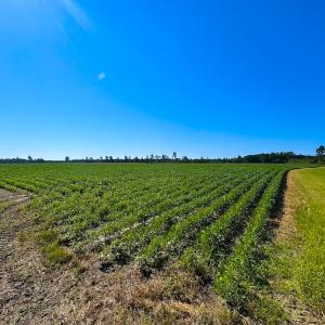 Photo #13 of 132 Acres Beale Rd, Newsoms, VA 132.0 acres