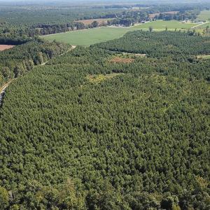 Photo #14 of 132 Acres Beale Rd, Newsoms, VA 132.0 acres