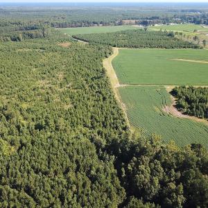 Photo #16 of 132 Acres Beale Rd, Newsoms, VA 132.0 acres