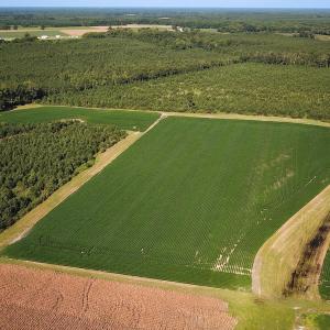 Photo #18 of 132 Acres Beale Rd, Newsoms, VA 132.0 acres