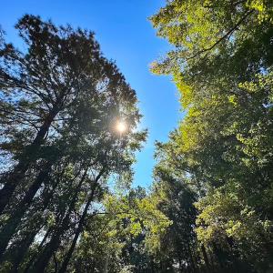 Photo #19 of 132 Acres Beale Rd, Newsoms, VA 132.0 acres