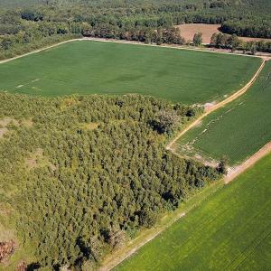 Photo #20 of 132 Acres Beale Rd, Newsoms, VA 132.0 acres
