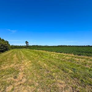 Photo #21 of 132 Acres Beale Rd, Newsoms, VA 132.0 acres
