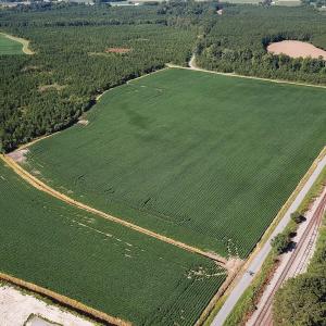 Photo #22 of 132 Acres Beale Rd, Newsoms, VA 132.0 acres