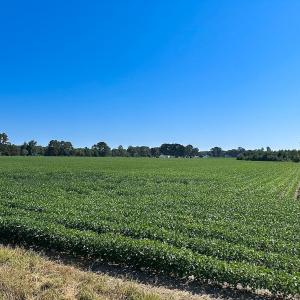 Photo #27 of 132 Acres Beale Rd, Newsoms, VA 132.0 acres