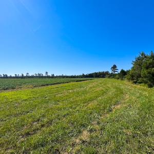 Photo #29 of 132 Acres Beale Rd, Newsoms, VA 132.0 acres