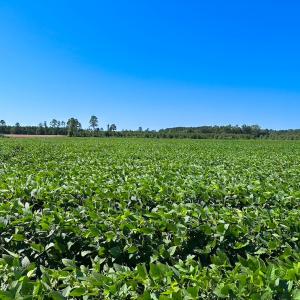Photo #36 of 132 Acres Beale Rd, Newsoms, VA 132.0 acres