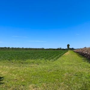 Photo #38 of 132 Acres Beale Rd, Newsoms, VA 132.0 acres