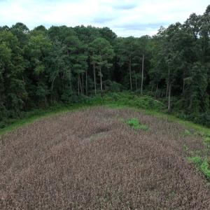 Photo #29 of Off Stocking Head Road, Rose Hills, NC 74.8 acres