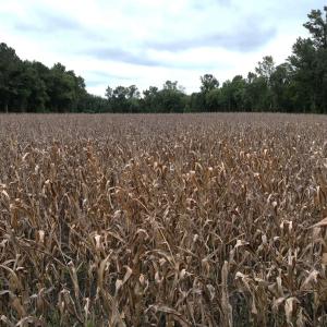 Photo #30 of Off Stocking Head Road, Rose Hills, NC 74.8 acres