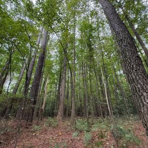 Photo #31 of Off Stocking Head Road, Rose Hills, NC 74.8 acres