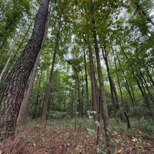 Photo #32 of Off Stocking Head Road, Rose Hills, NC 74.8 acres