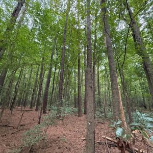 Photo #33 of Off Stocking Head Road, Rose Hills, NC 74.8 acres