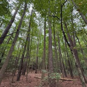 Photo #34 of Off Stocking Head Road, Rose Hills, NC 74.8 acres