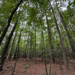 Photo #35 of Off Stocking Head Road, Rose Hills, NC 74.8 acres