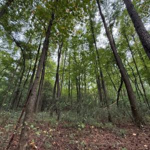 Photo #36 of Off Stocking Head Road, Rose Hills, NC 74.8 acres