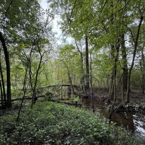 Photo #37 of Off Stocking Head Road, Rose Hills, NC 74.8 acres