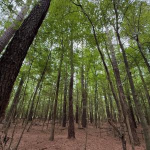 Photo #38 of Off Stocking Head Road, Rose Hills, NC 74.8 acres