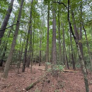 Photo #40 of Off Stocking Head Road, Rose Hills, NC 74.8 acres