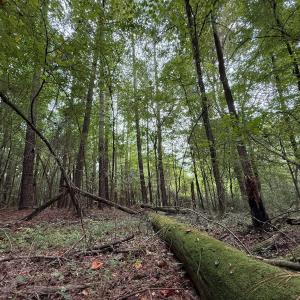 Photo #41 of Off Stocking Head Road, Rose Hills, NC 74.8 acres