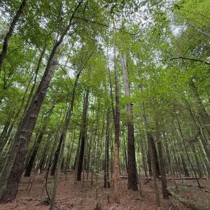Photo #42 of Off Stocking Head Road, Rose Hills, NC 74.8 acres