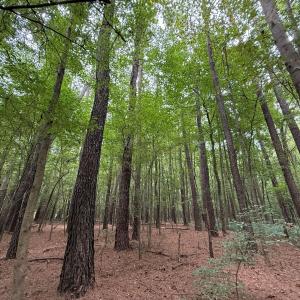 Photo #43 of Off Stocking Head Road, Rose Hills, NC 74.8 acres