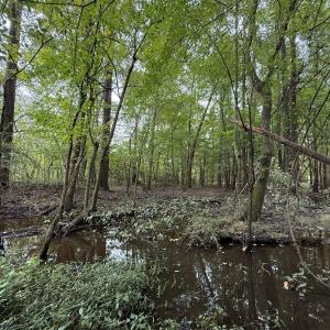 Photo #44 of Off Stocking Head Road, Rose Hills, NC 74.8 acres