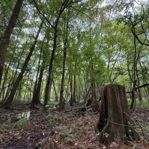 Photo #45 of Off Stocking Head Road, Rose Hills, NC 74.8 acres