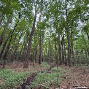 Photo #46 of Off Stocking Head Road, Rose Hills, NC 74.8 acres
