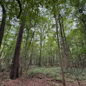 Photo #47 of Off Stocking Head Road, Rose Hills, NC 74.8 acres