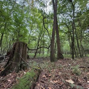 Photo #48 of Off Stocking Head Road, Rose Hills, NC 74.8 acres