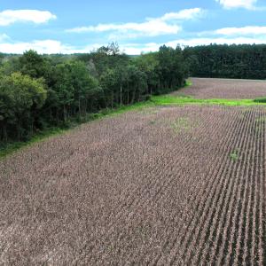 Photo #21 of Off Stocking Head Road, Rose Hill, NC 74.8 acres