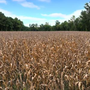 Photo #23 of Off Stocking Head Road, Rose Hill, NC 74.8 acres