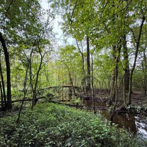 Photo #28 of Off Stocking Head Road, Rose Hill, NC 74.8 acres