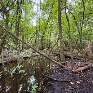 Photo #30 of Off Stocking Head Road, Rose Hill, NC 74.8 acres