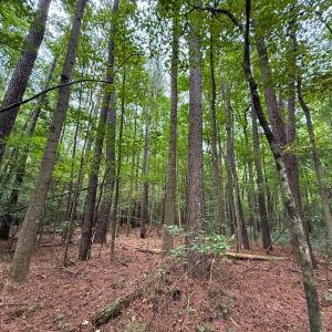 Photo #31 of Off Stocking Head Road, Rose Hill, NC 74.8 acres
