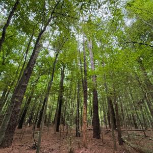 Photo #33 of Off Stocking Head Road, Rose Hill, NC 74.8 acres