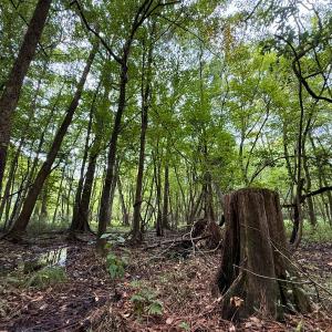 Photo #35 of Off Stocking Head Road, Rose Hill, NC 74.8 acres