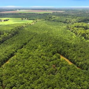 Photo #24 of Off Doc Brown Road, Rose Hill, NC 118.0 acres