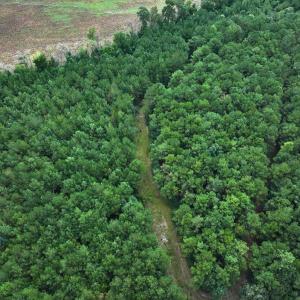 Photo #28 of Off Doc Brown Road, Rose Hill, NC 118.0 acres