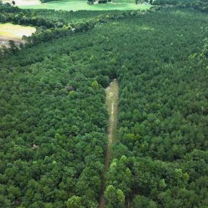 Photo #31 of Off Doc Brown Road, Rose Hill, NC 118.0 acres