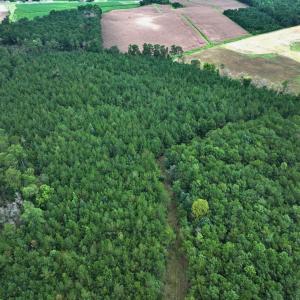 Photo #32 of Off Doc Brown Road, Rose Hill, NC 118.0 acres